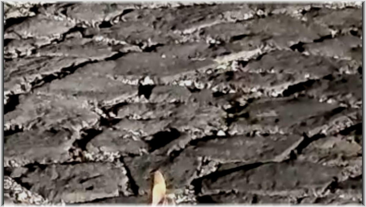 Nemrut kalderasında Arap tavşanı görüntülendi