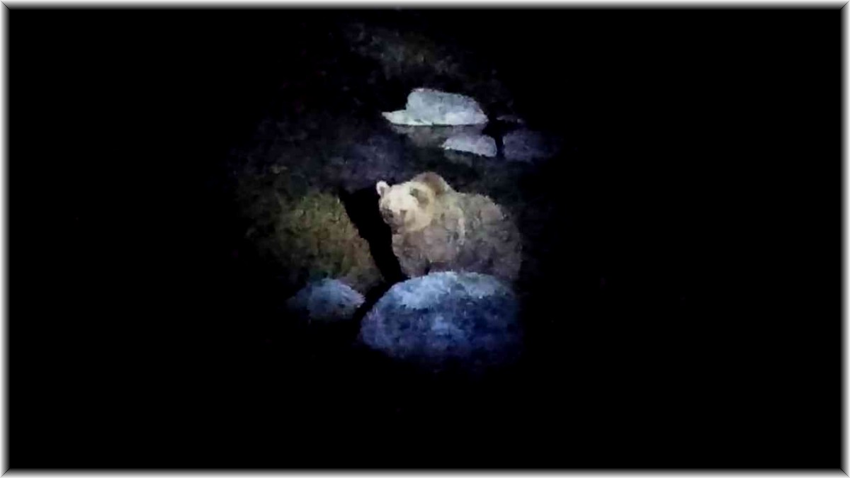 Nemrut Krater Gölü'nün müdavim ayıları yeniden görüntülendi