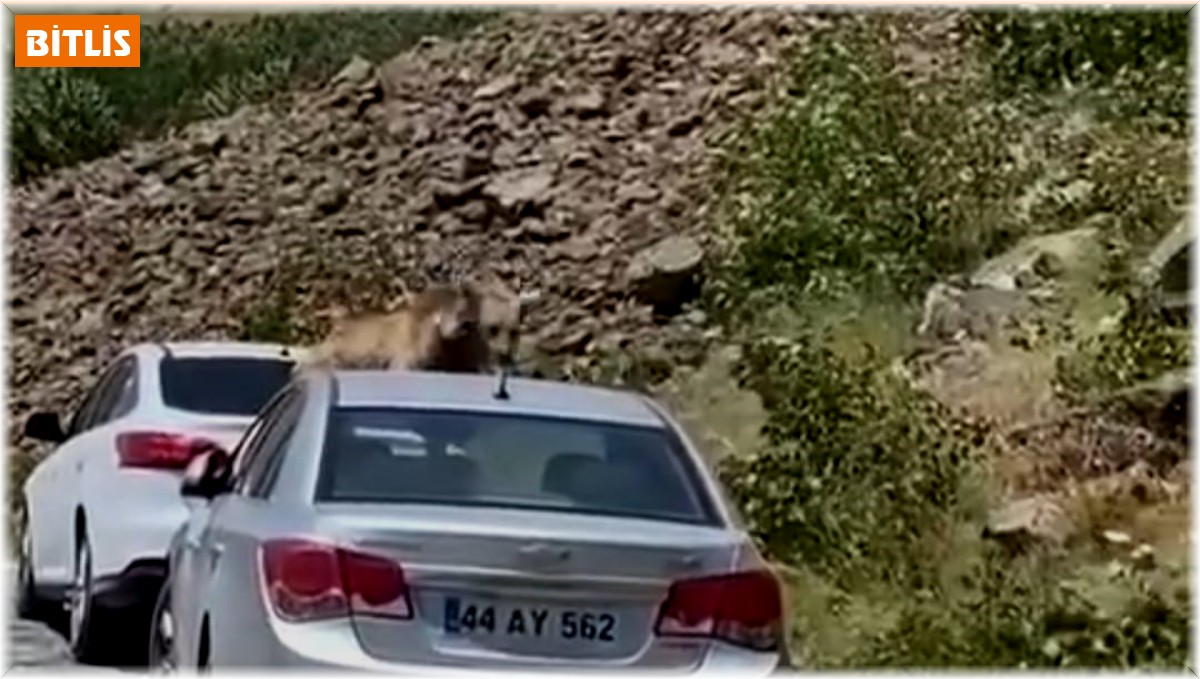 Nemrut'ta ayılar bu kez yol kesip arabaların üstüne çıktı