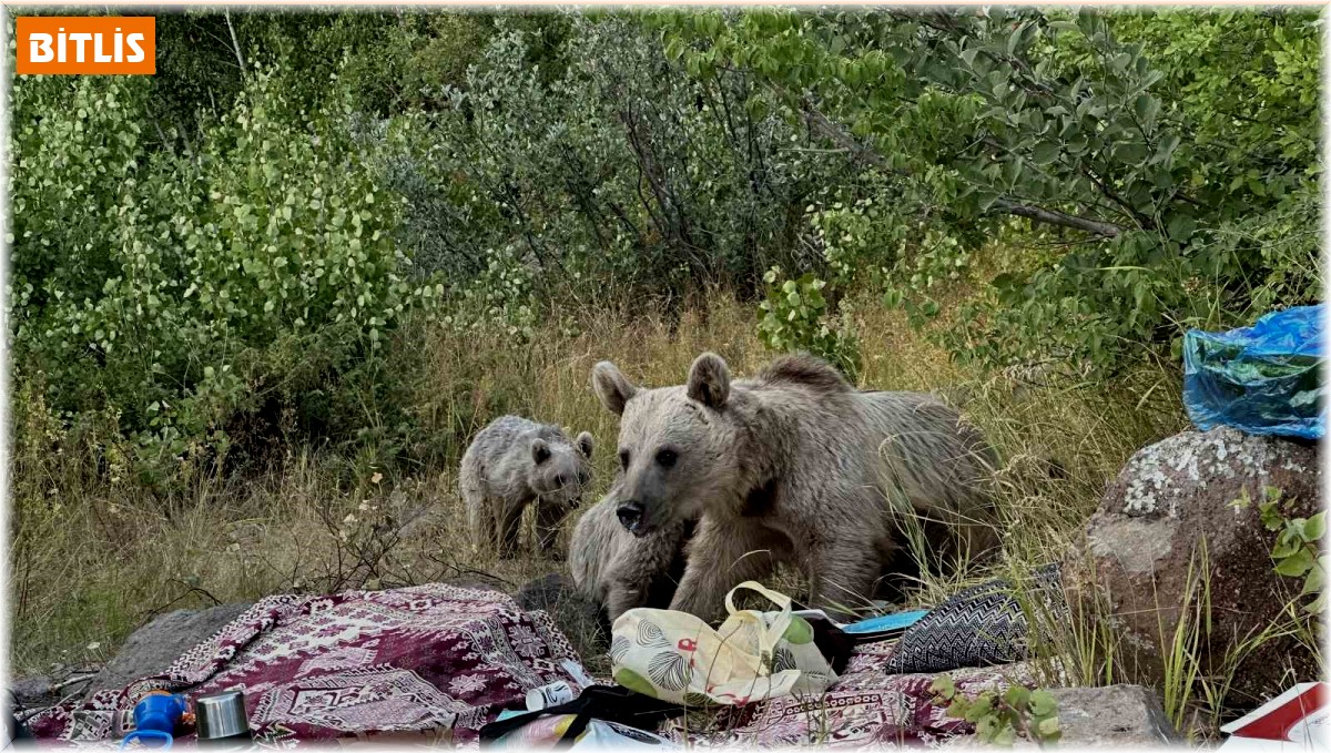 Nemrut'ta ayılar piknikçilerin sofrasına oturdu