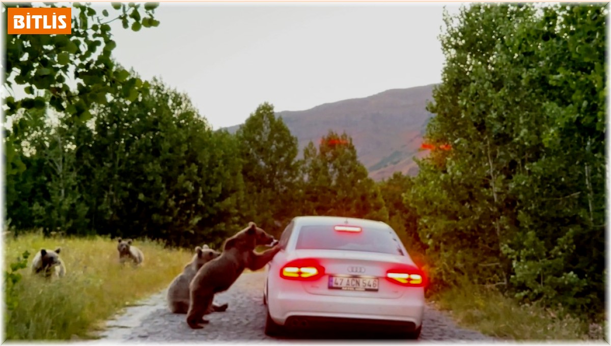 Nemrut'taki ayılar bu kez de araçların yolunu kesti