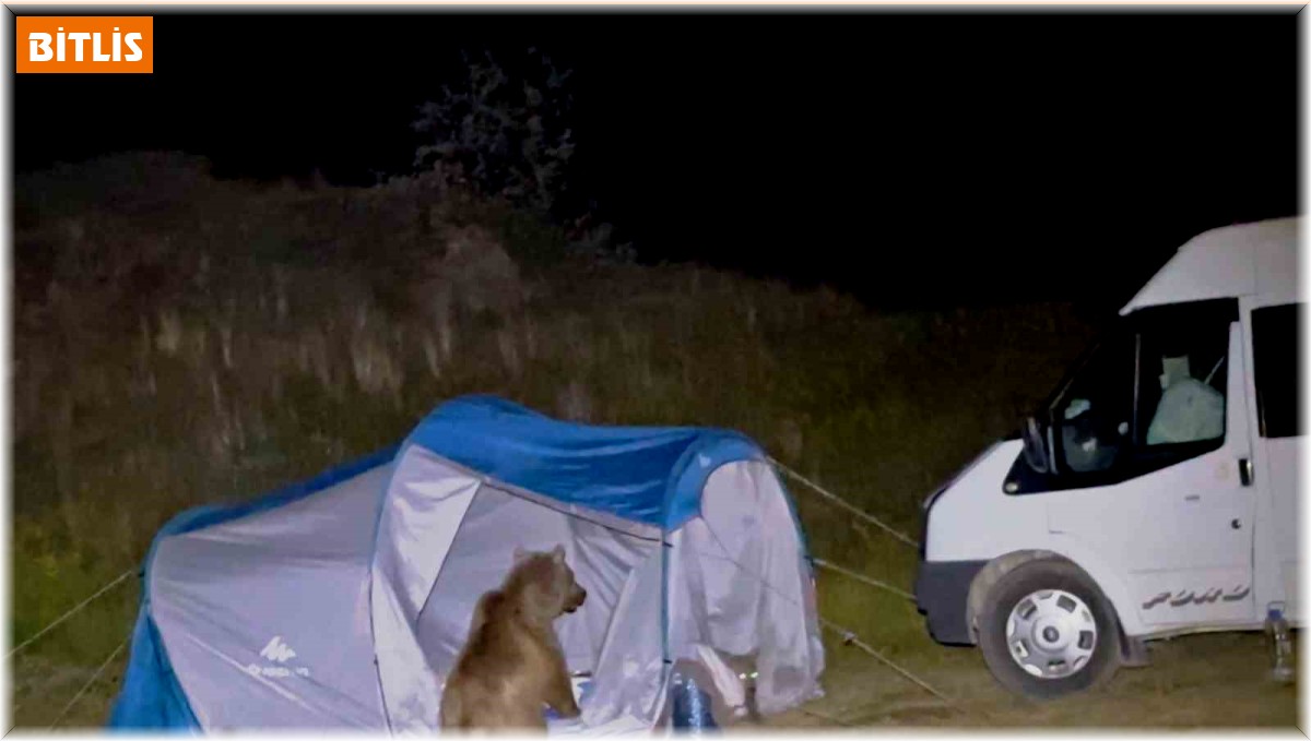 Nemrut'taki ayılar turistlerin çadırını parçaladı