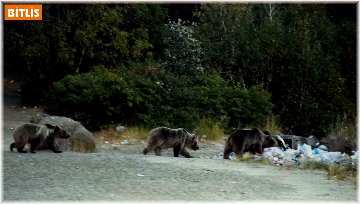 Nemrut'taki boz ayılar aç kalınca çöplüklere dadandı