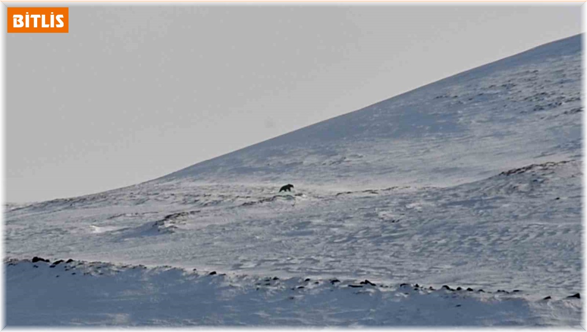 Nemrut'un ayıları bu yıl erken uyandı