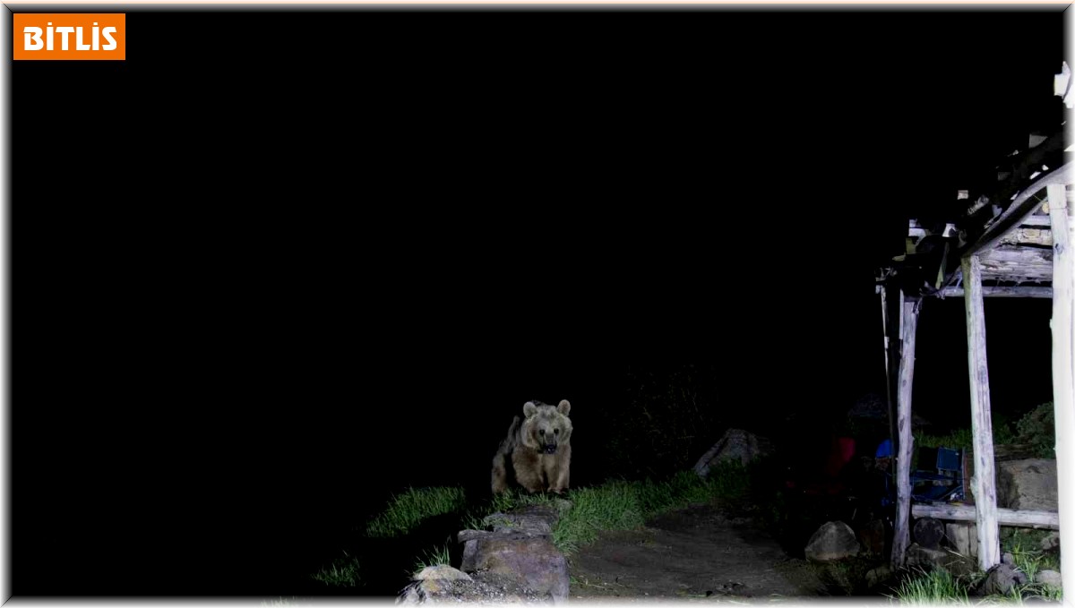 Nemrut'un ayıları kış uykusundan uyandı