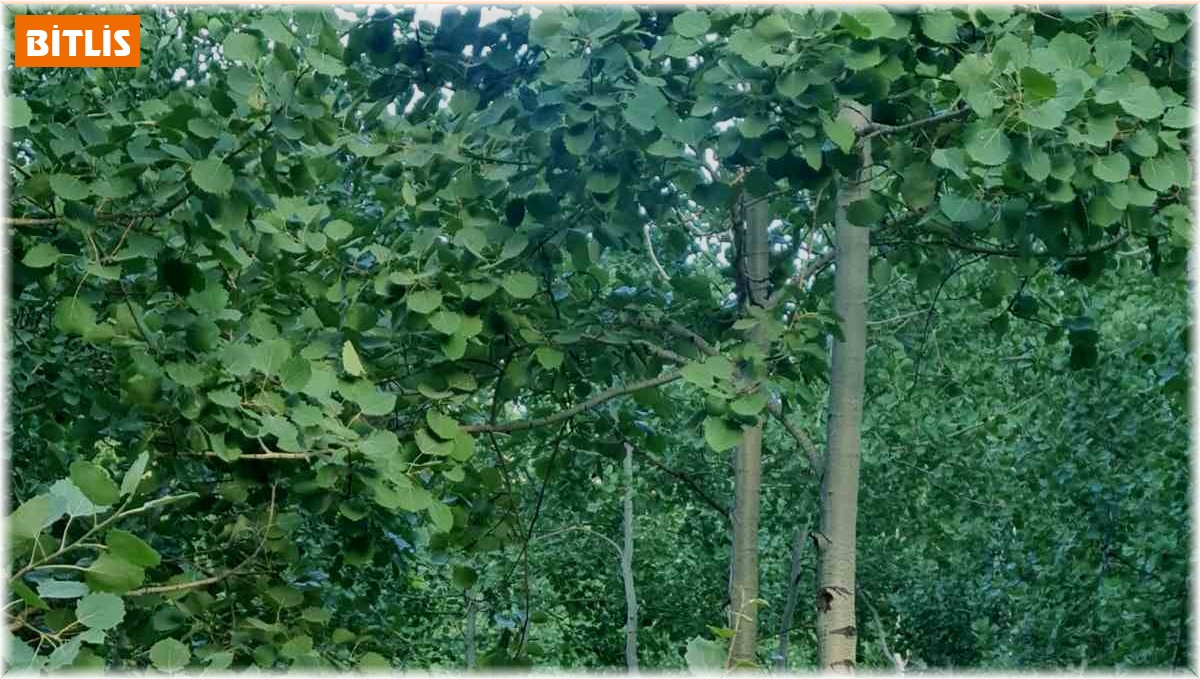 Nemrut'un boz ayıları sürü halinde görüntülendi