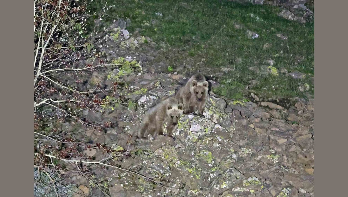 Nemrut'un maskot ayıları kış uykusundan uyandı