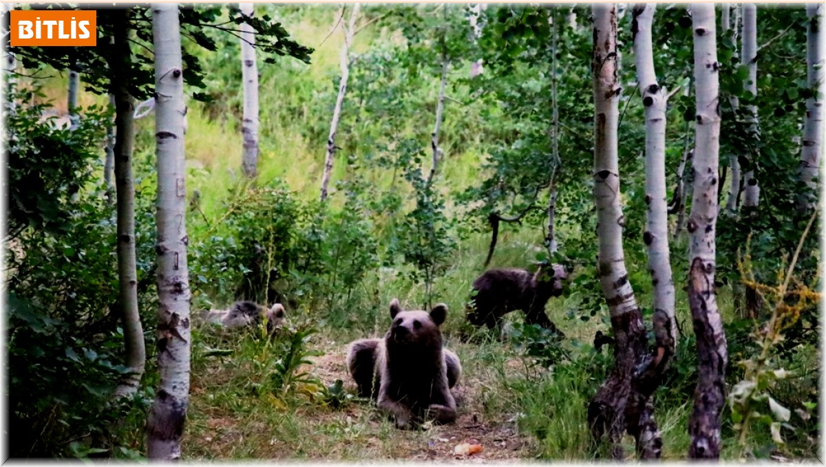 Nemrut'un maskotu ayılar ziyaretçilerin korkulu rüyası oldu