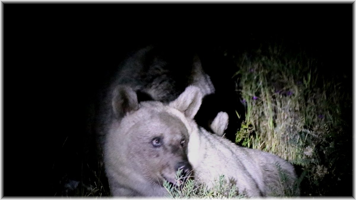 Nemrut’un ayıları gece görüntülendi