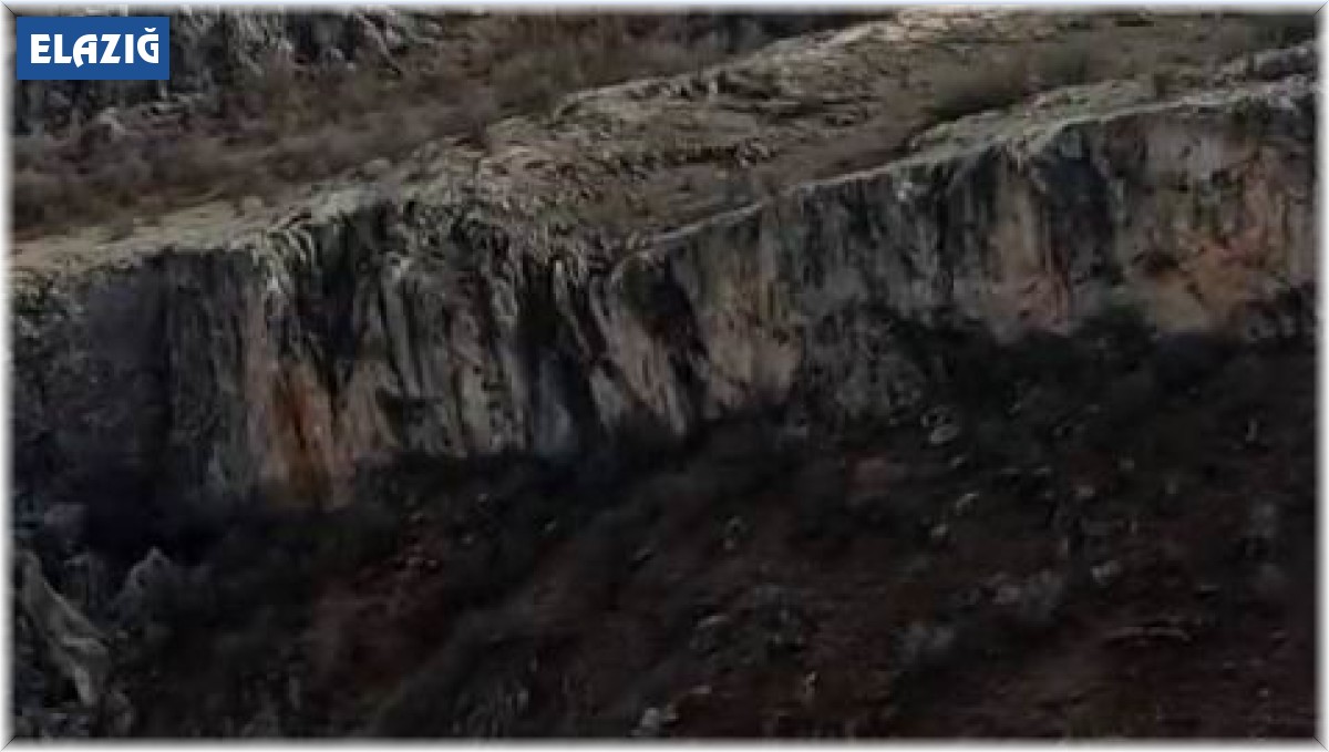 Nesilleri tehlike altında, kendileri şehirde