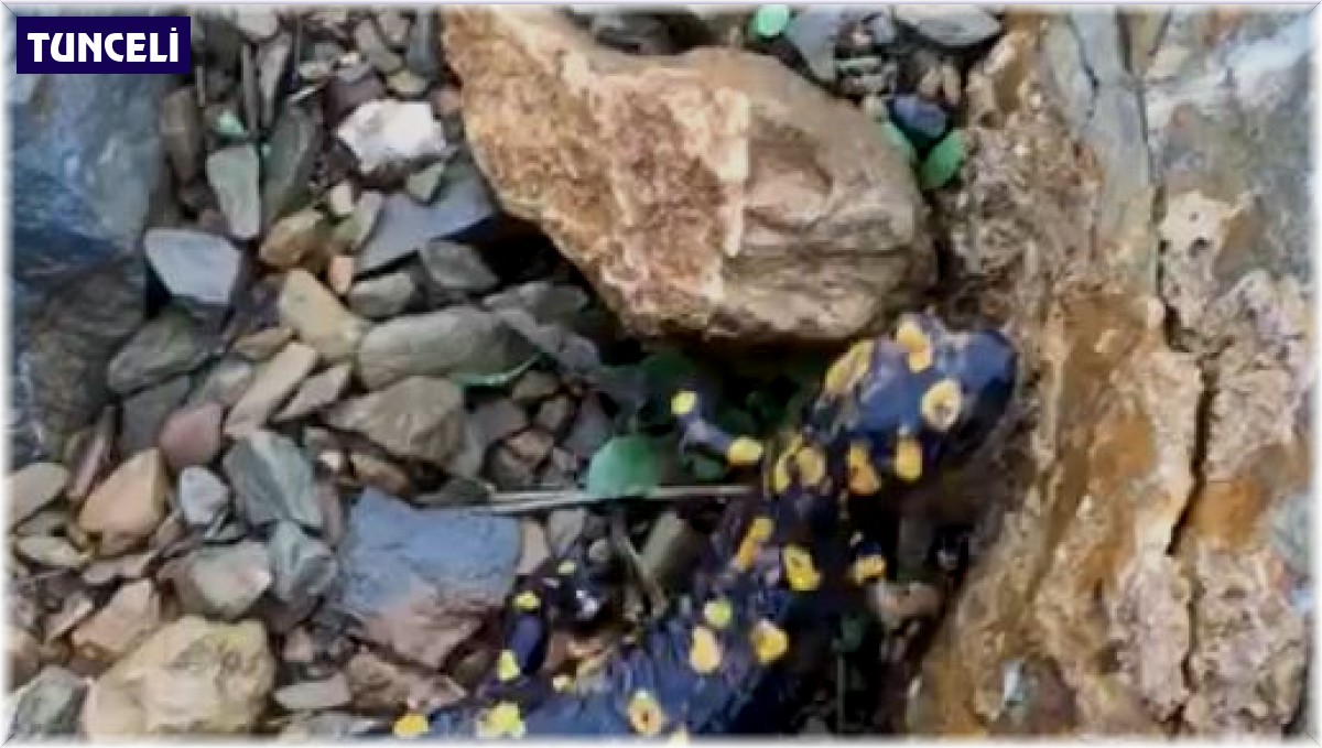 Nesli tehdit altında yine Tunceli'de görüldü