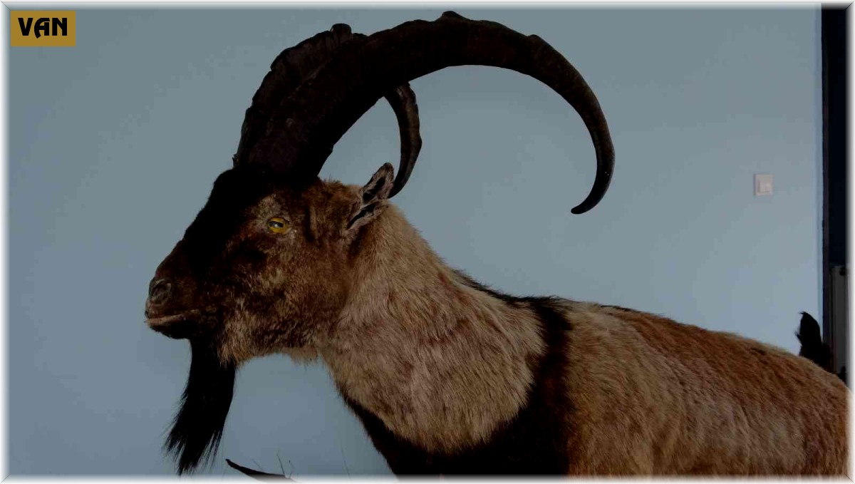 Nesli tehlike altında olan yaban hayvanları mumyalanıyor