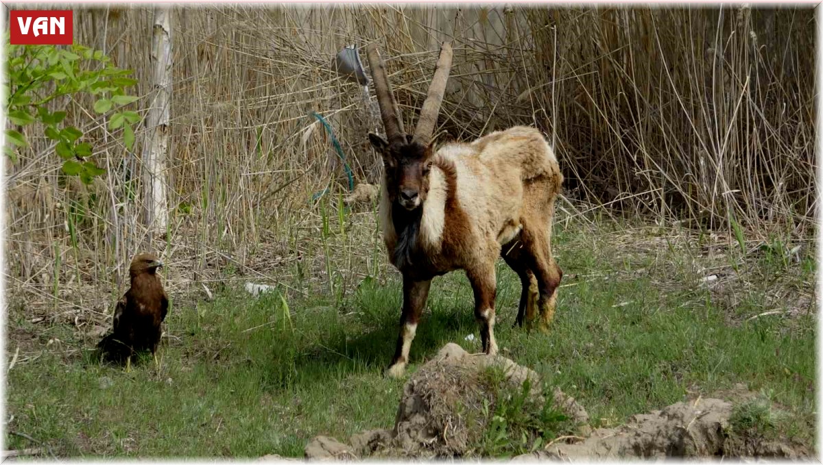 Nesli tehlike altında olan yaralı dağ keçisi sağlığına kavuşuyor