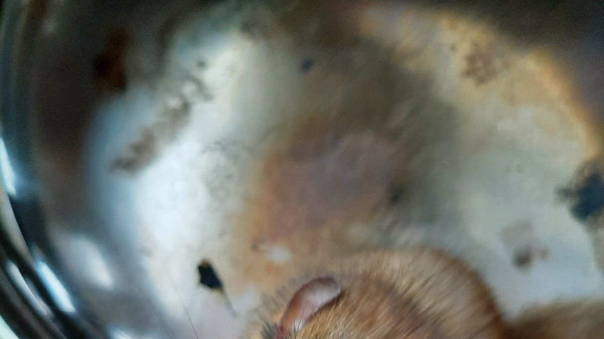 Nesli tehlike altındaki ağaç yediuyuru, Bingöl'de görüldü