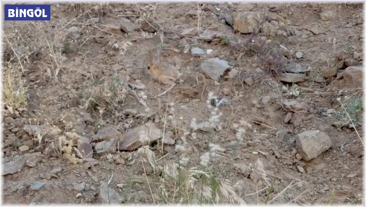 Nesli tehlike altındaydı, bu sefer de Bingöl'de görüldü