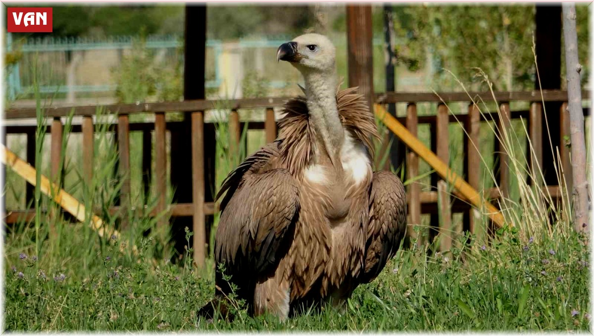 Nesli tehlikede olan kızıl akbaba tedavi altına alındı
