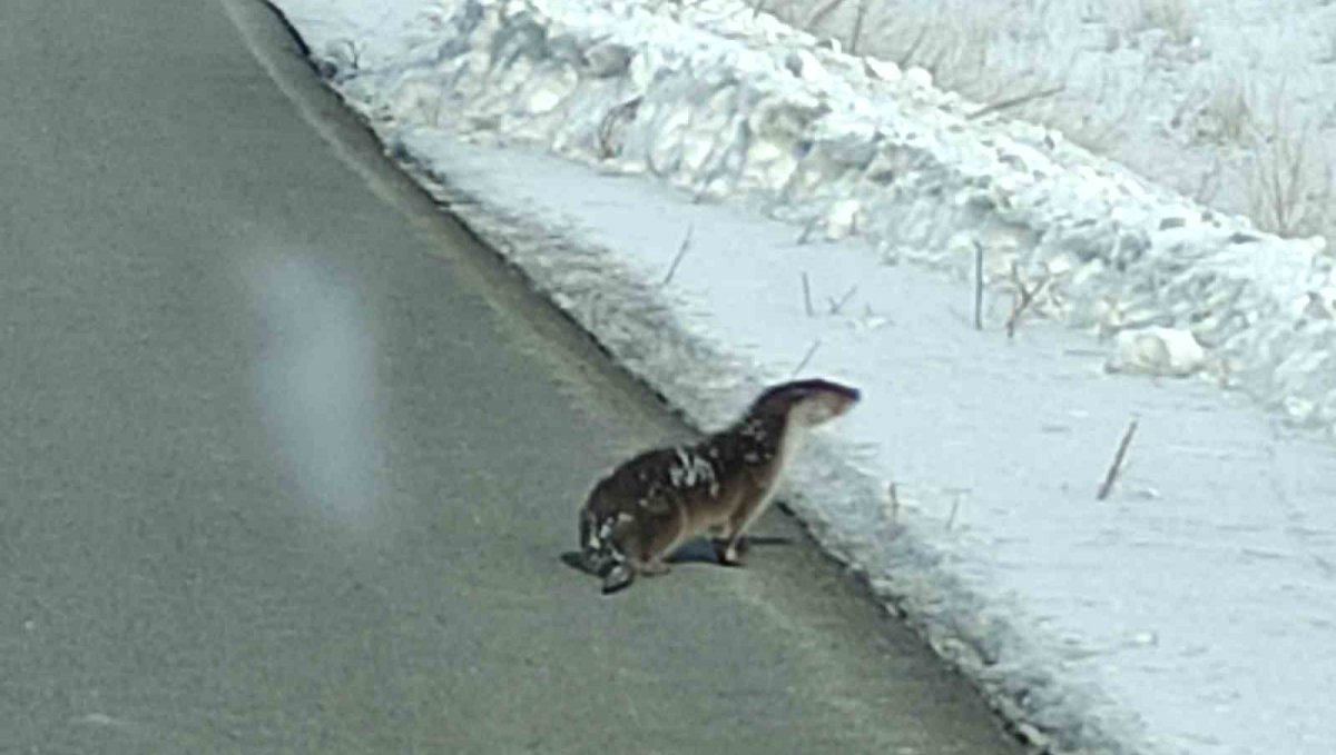 Nesli tehlikede olan su samuru yolunu kaybetti, kara yoluna indi