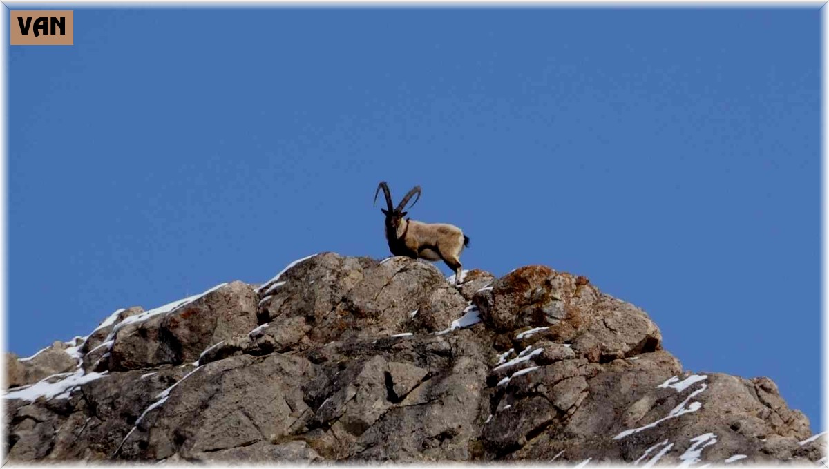 Nesli tehlikede olan yaban keçilerine katırlarla ot taşındı