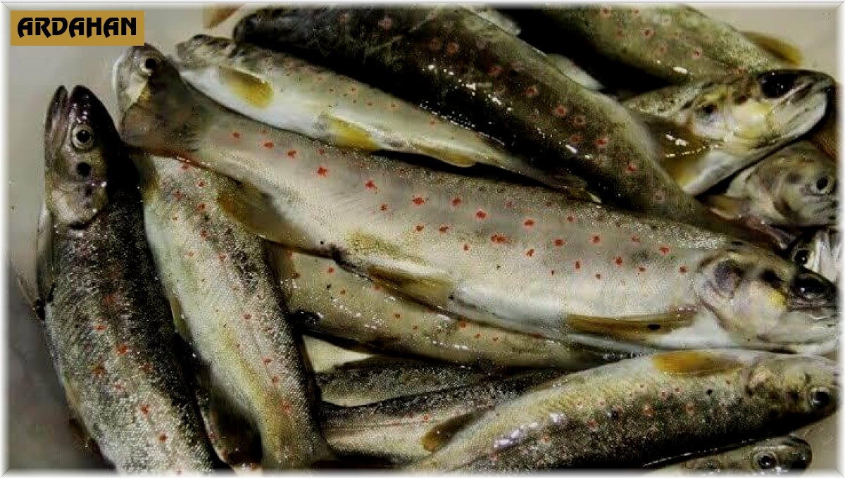 Nesli tükenen Kırmızı benekli alabalık avlayan bir kişi yakalandı