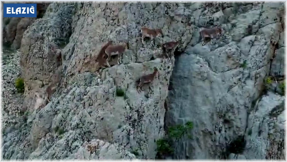 Nesli tükenme altındaki dağ keçileri, Palu Kalesi'nde dronla görüntülendi