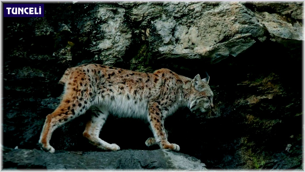 Nesli tükenme tehdidi altındaki vaşak, kameralara adeta poz verdi