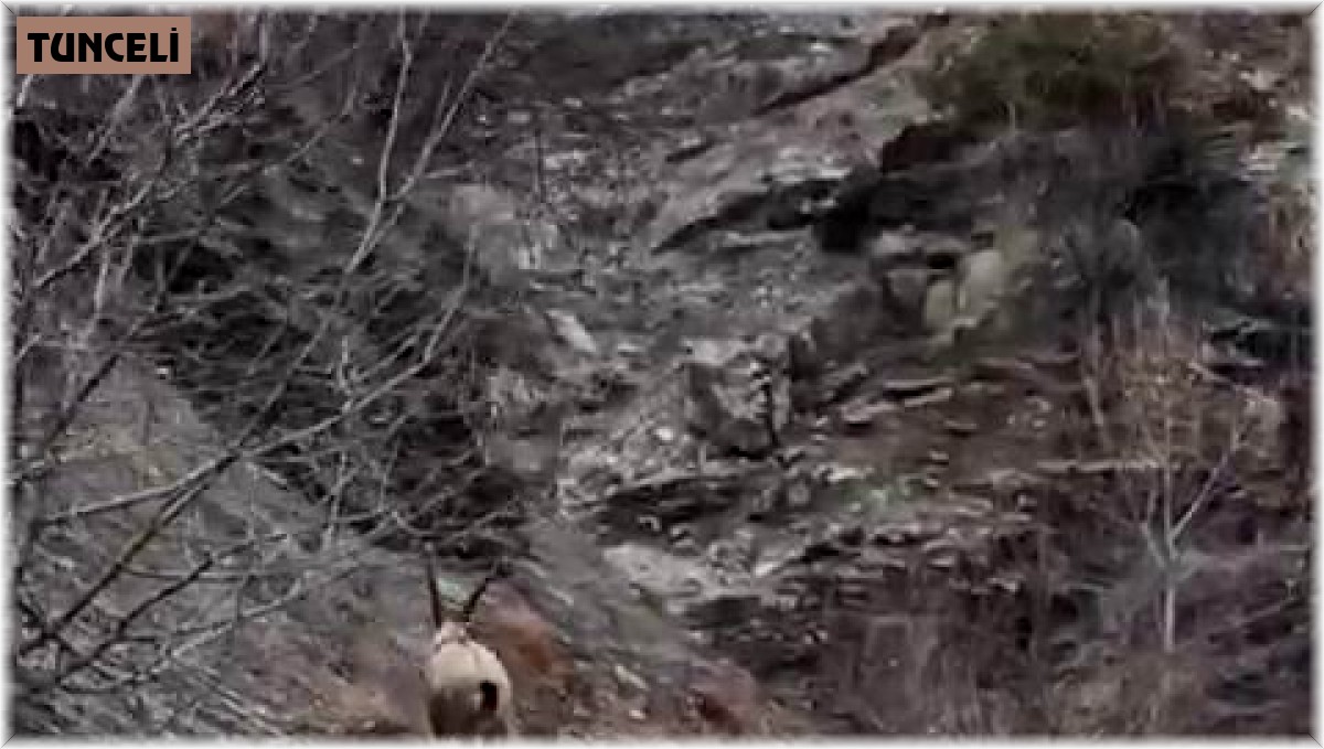 Nesli tükenme tehlikesi altında bulunan dağ keçileri yola indi, vatandaşlar cep telefonlarına sarıldı