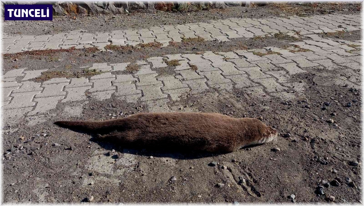 Nesli tükenme tehlikesi altında bulunan su samuru araba çarpması sonucu telef oldu