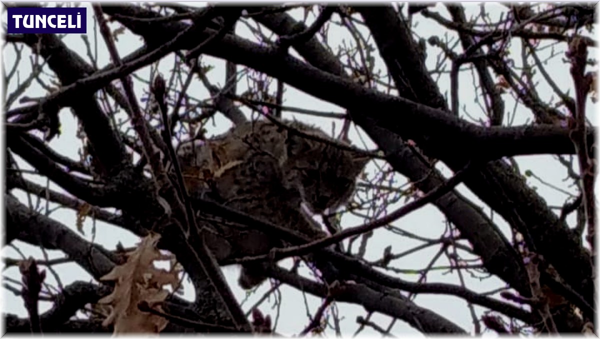 Nesli tükenme tehlikesi altında bulunan vaşak, köpekten kaçıp ağaca tırmandı