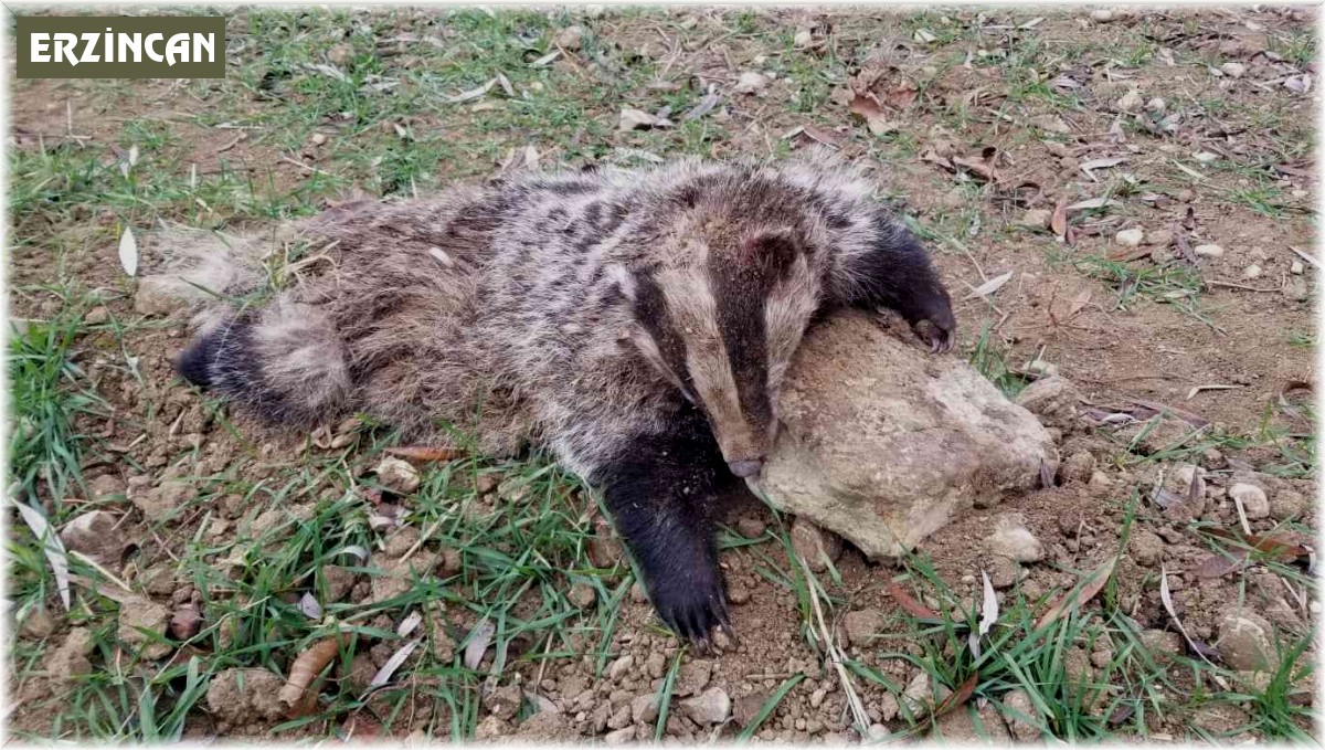 Nesli tükenme tehlikesi altında olan porsuk ölü bulundu