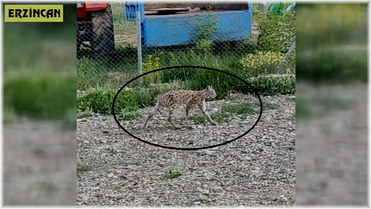 Nesli tükenme tehlikesi altında olan vaşak bahçede görüntülendi