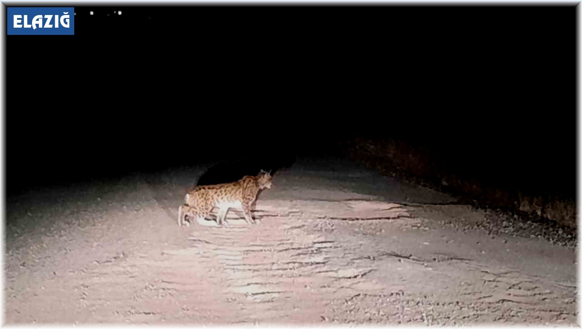 Nesli tükenme tehlikesi altında olan vaşak Elazığ'da görüntülendi