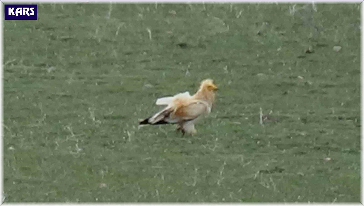 Nesli tükenme tehlikesi altındaki akbaba Kars'ta görüntülendi