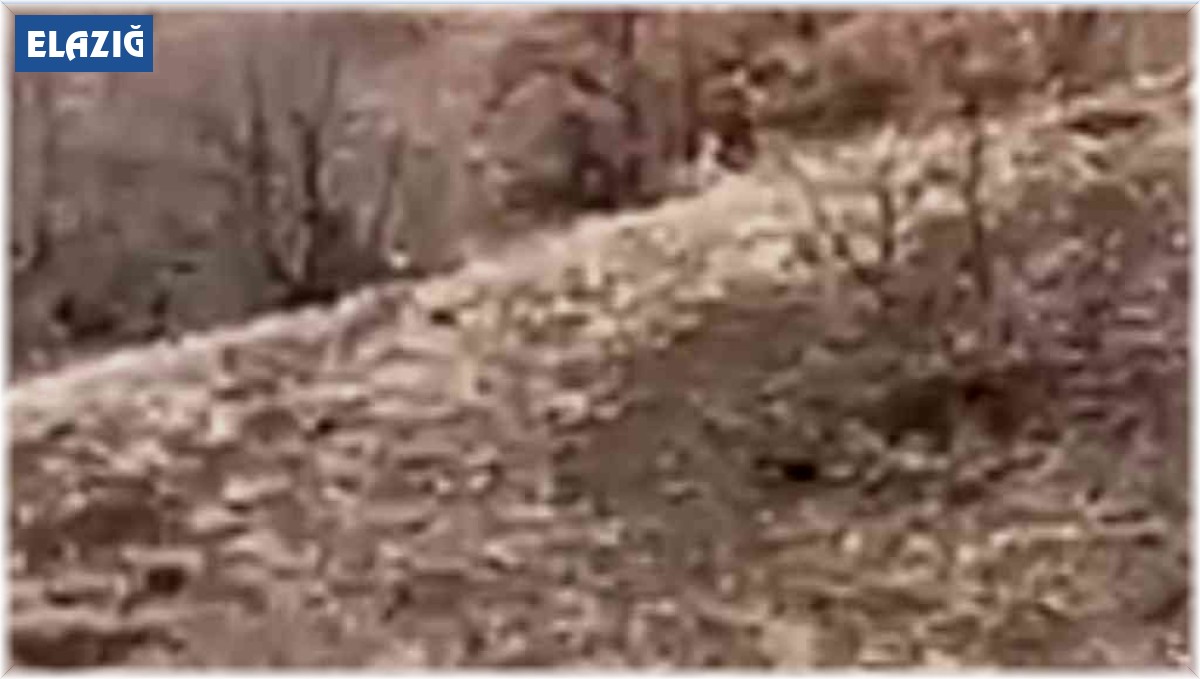 Nesli tükenme tehlikesi altındaki çizgili sırtlan Elazığ'da görüntülendi