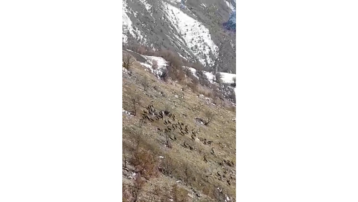 Nesli tükenme tehlikesi bulunuyordu, Elazığ'da sürü halinde görüldü