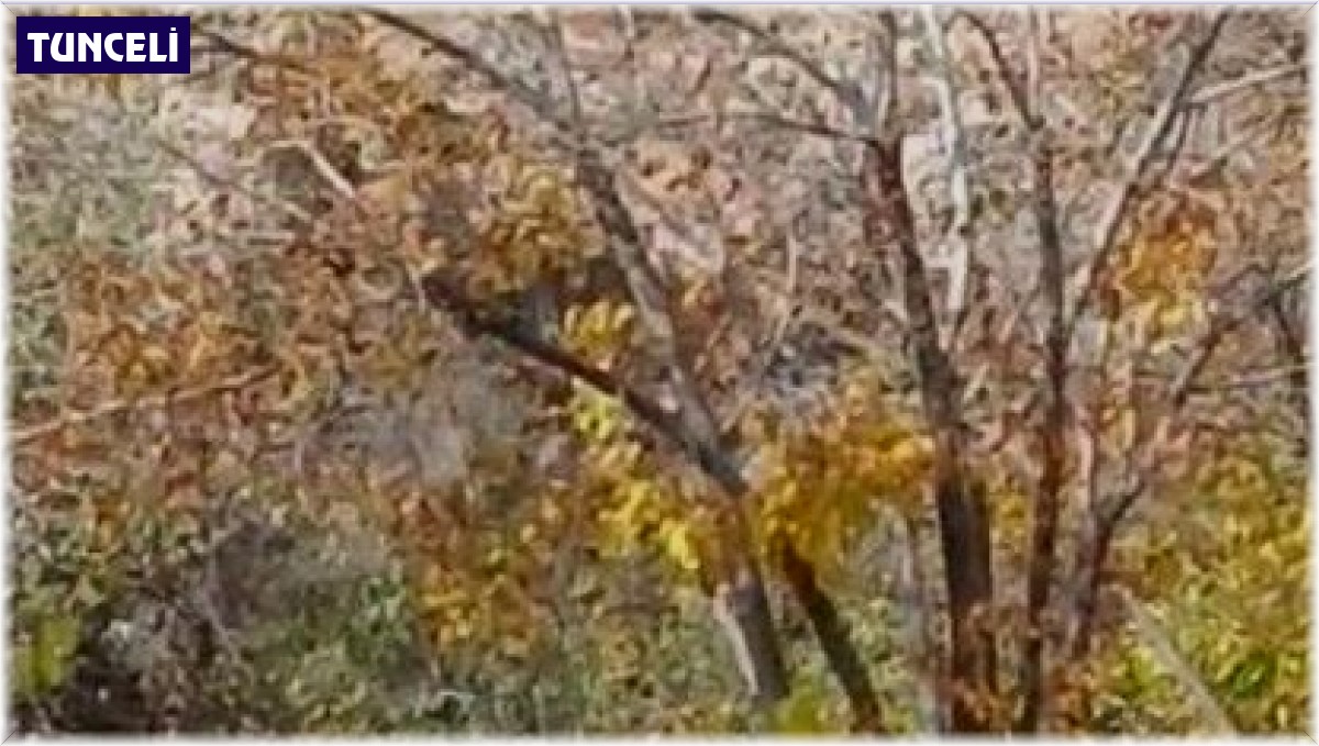 Nesli tükenme tehlikesinde: Şehre kadar indirler