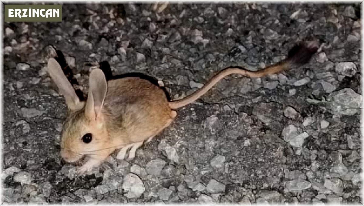 Nesli tükenmekte olan Arap tavşanı Erzincan'da görüntülendi