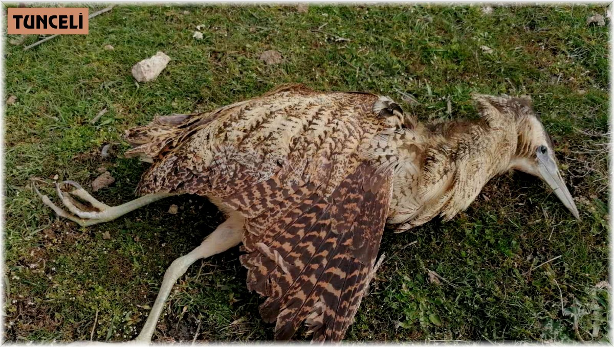 Nesli tükenmekte olan Balaban kuşu kurtarılamadı