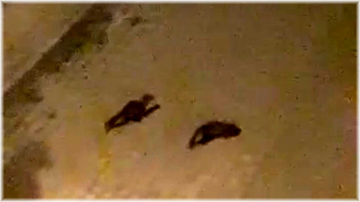 Nesli tükenmekte olan gelincik Ardahan'da şehre indi