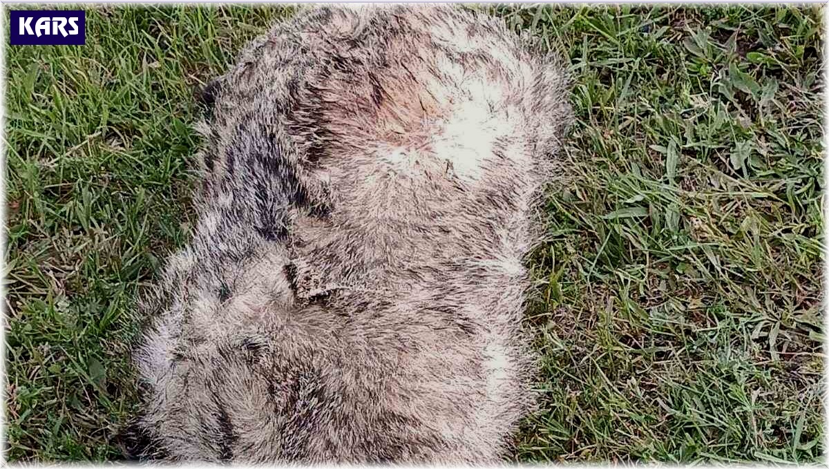 Nesli tükenmekte olan porsuğa araba çarptı