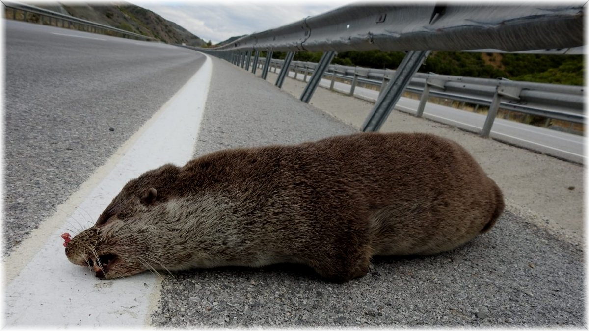 Nesli tükenmekte olan su samuru, aracın çarpması sonucu telef oldu