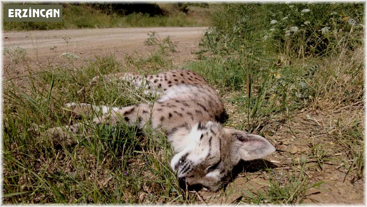 Nesli tükenmekte olan vaşağa araba çarptı
