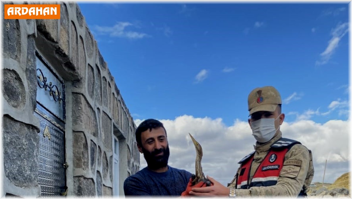 Nesli tükenmekten olan yaralı Küçük Balaban kuşu tedavi altına alındı