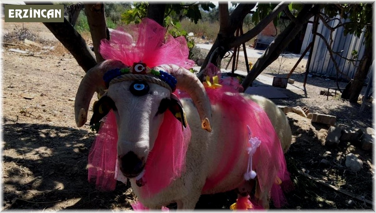 Nişanlıya süslü koç hediyesi