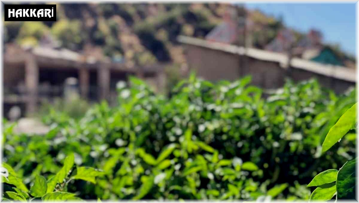 Okul bahçesinde organik sebze yetiştiriciliği