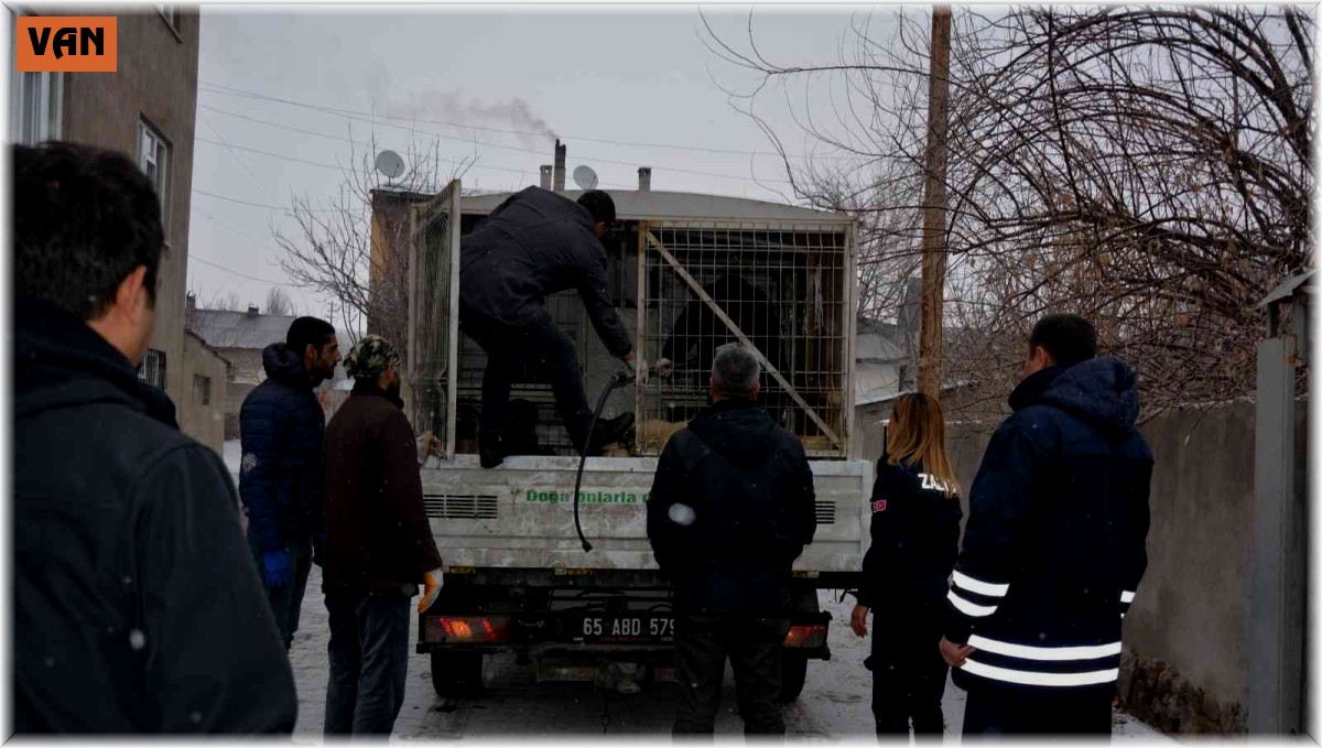 Okul bahçesine bırakılan sahipsiz pitbull yakalandı