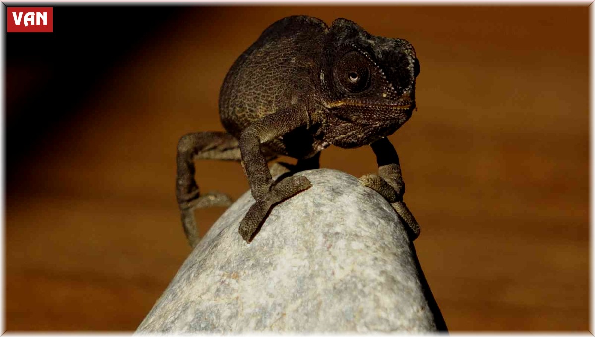 Okula gönderilen eşyalar arasında 'bukalemun' çıktı