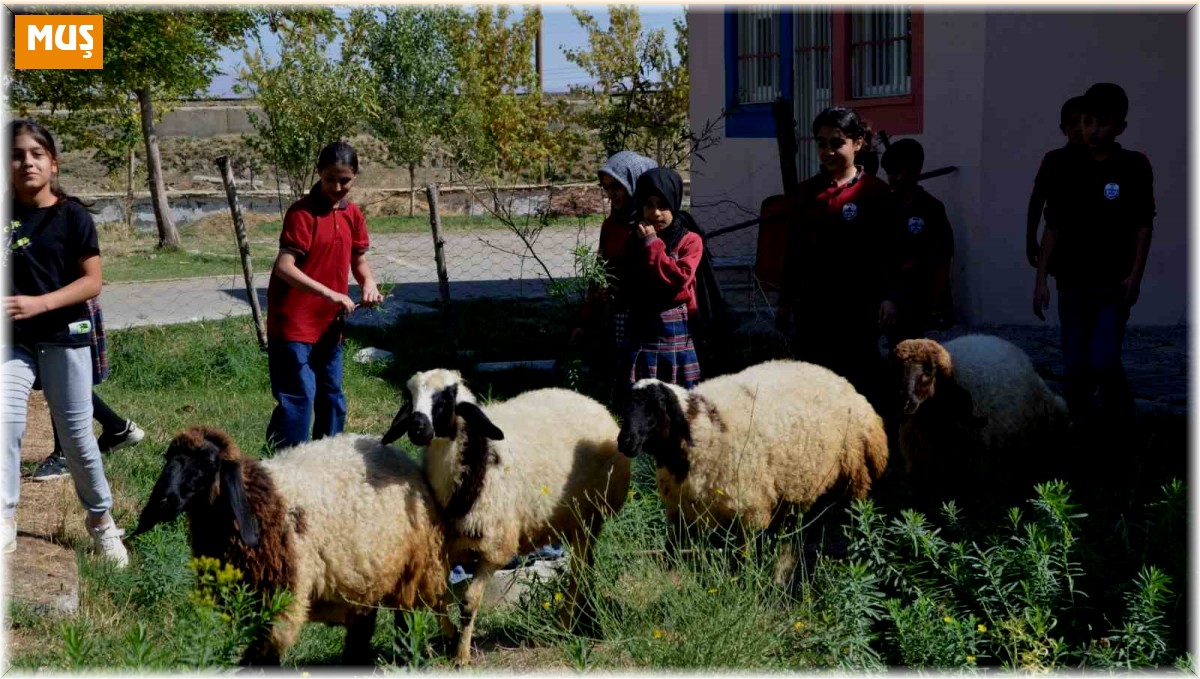 Okulun bahçesinde kalan "kuzular" öğrencilerin maskotu oldu