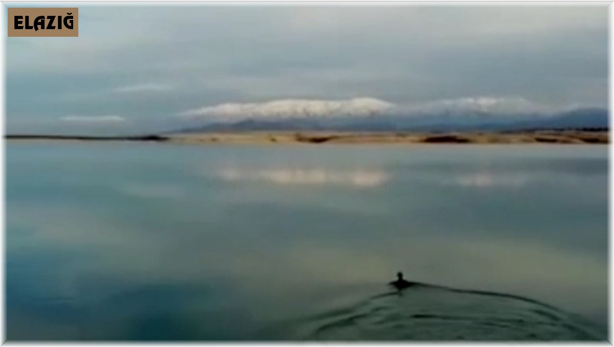 Oltaya balık yerine karabatak takıldı, vatandaş neye uğradığını şaşırdı