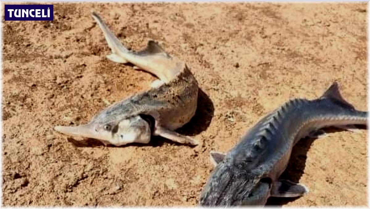 Oltaya takılan Sibirya Mersin Balığı büyüklüğü ile şaşırttı