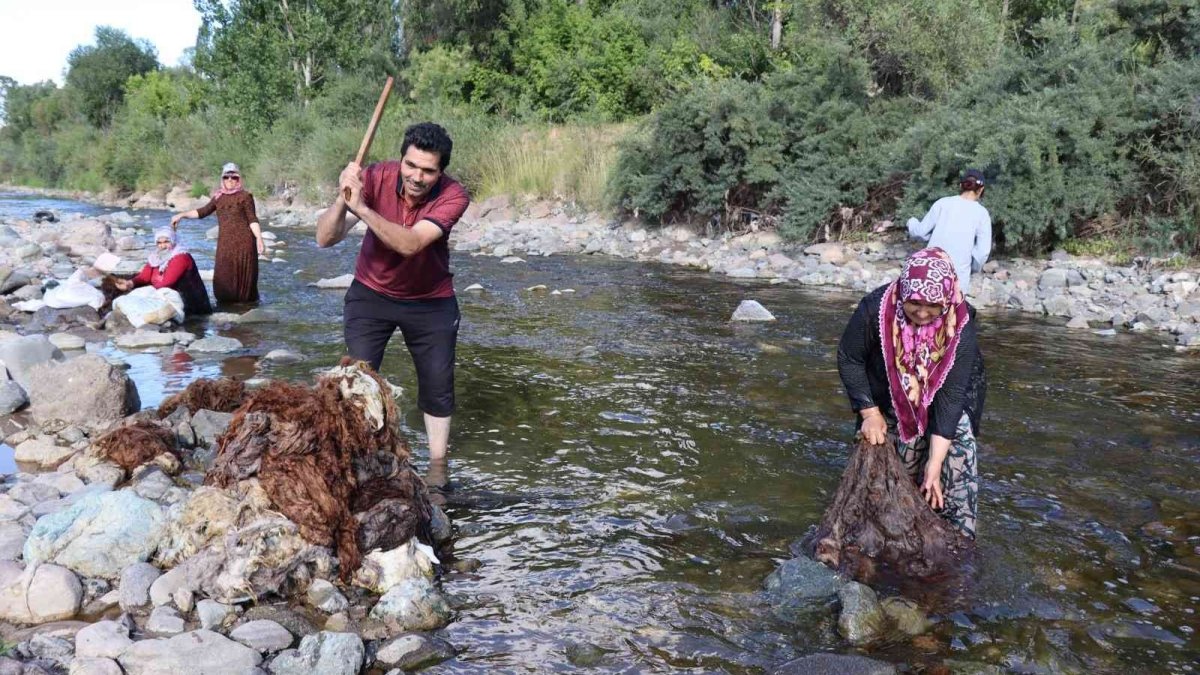 Oltu Çayı'nda yün yıkamaya başladılar
